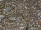 Eastern timber rattlesnake